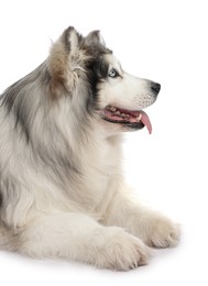 Photo of Beautiful Alaskan malamute dog on white background