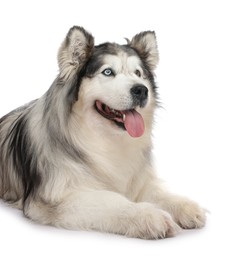 Photo of Beautiful Alaskan malamute dog on white background