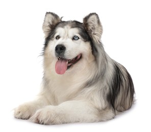 Photo of Beautiful Alaskan malamute dog on white background