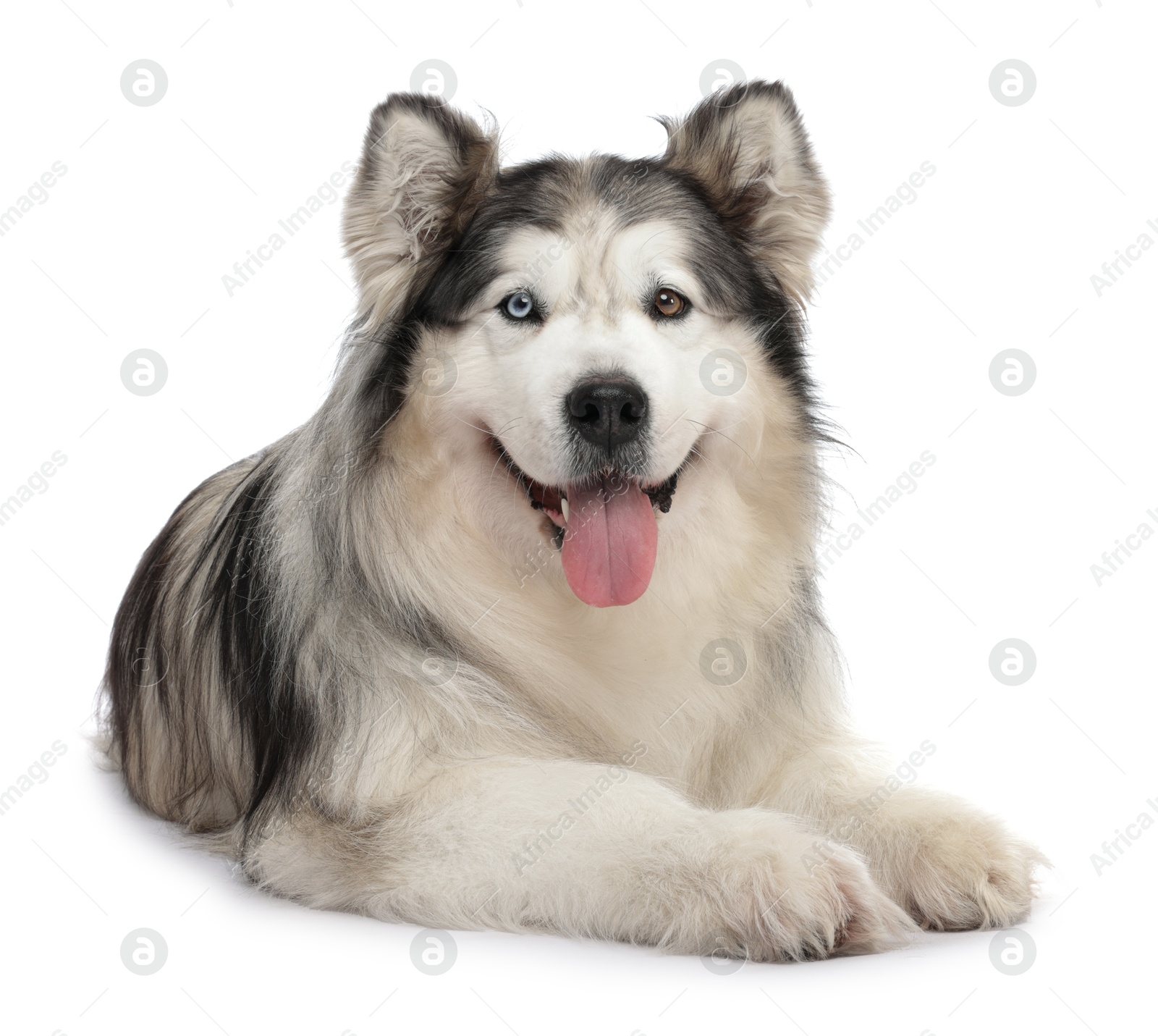 Beautiful Alaskan malamute dog on white background Photo of Beautiful Alaskan malamute dog on white background