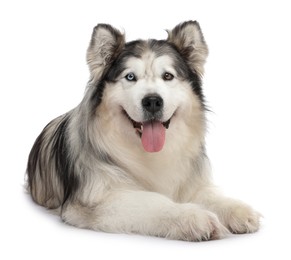 Photo of Beautiful Alaskan malamute dog on white background