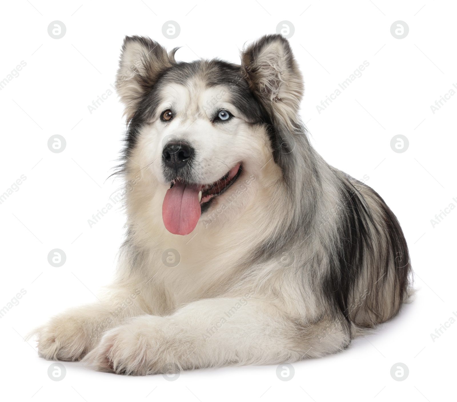 Beautiful Alaskan malamute dog on white background Photo of Beautiful Alaskan malamute dog on white background