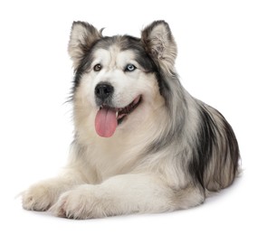 Photo of Beautiful Alaskan malamute dog on white background
