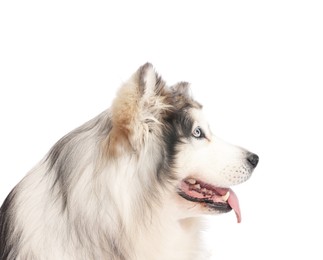 Photo of Beautiful Alaskan malamute dog on white background
