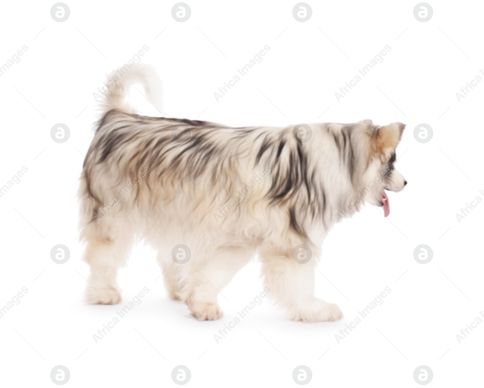 Beautiful Alaskan malamute dog on white background Photo of Beautiful Alaskan malamute dog on white background