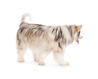 Photo of Beautiful Alaskan malamute dog on white background