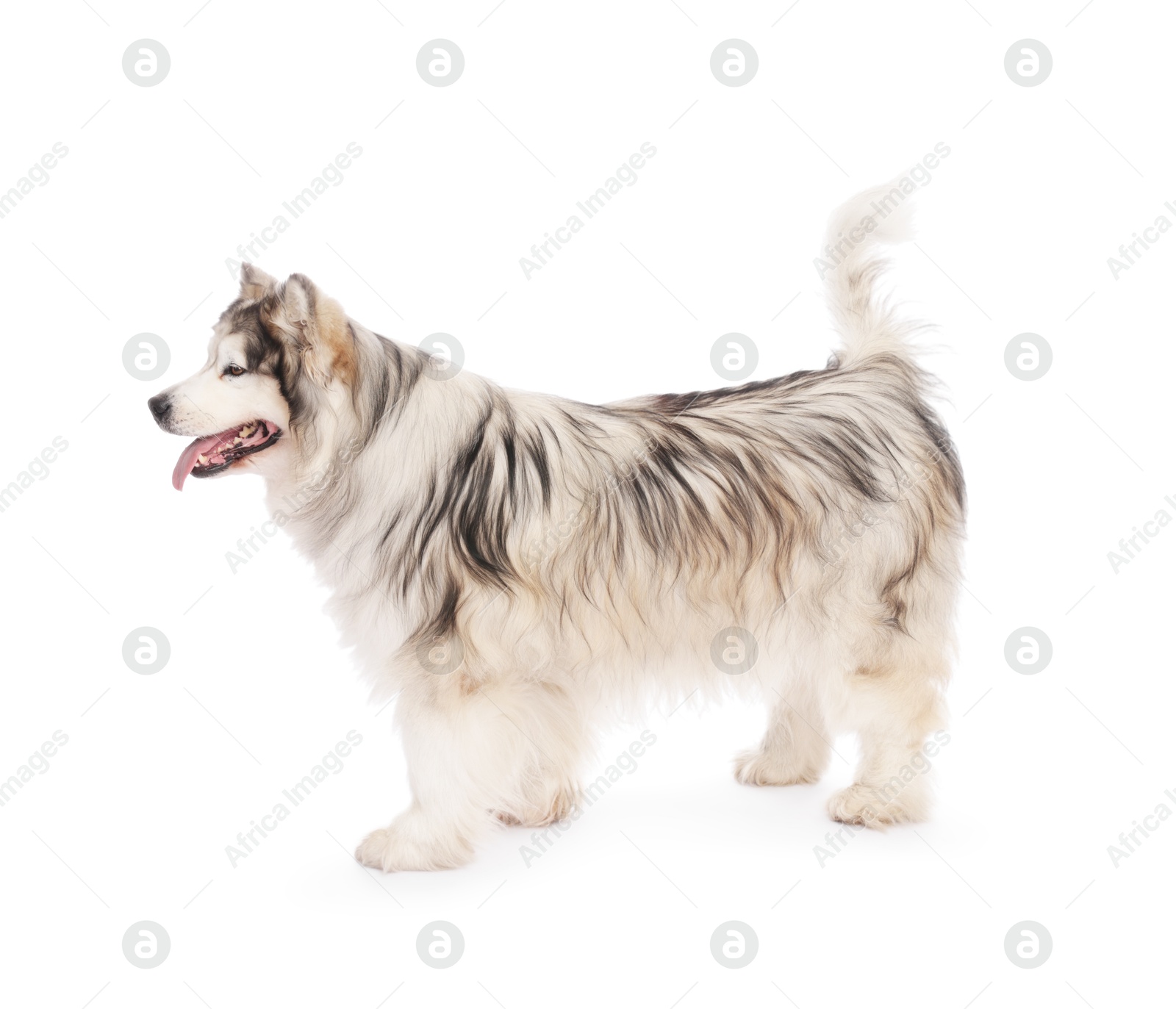 Beautiful Alaskan malamute dog on white background Photo of Beautiful Alaskan malamute dog on white background