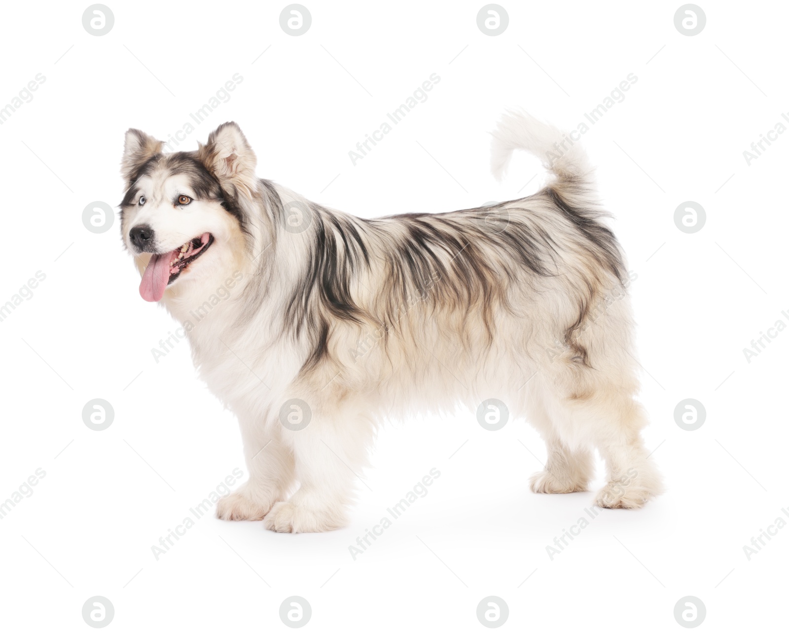 Beautiful Alaskan malamute dog on white background Photo of Beautiful Alaskan malamute dog on white background