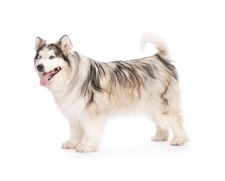 Photo of Beautiful Alaskan malamute dog on white background