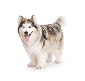 Photo of Beautiful Alaskan malamute dog on white background