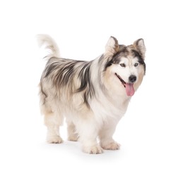 Photo of Beautiful Alaskan malamute dog on white background