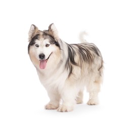 Photo of Beautiful Alaskan malamute dog on white background