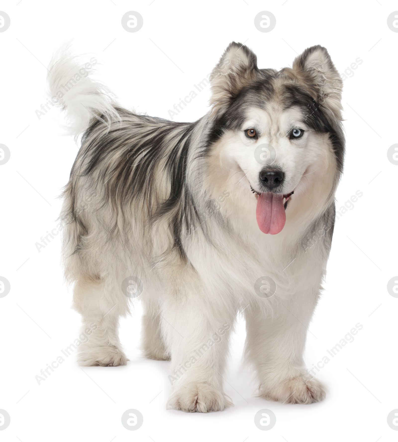 Beautiful Alaskan malamute dog on white background Photo of Beautiful Alaskan malamute dog on white background