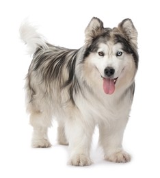Photo of Beautiful Alaskan malamute dog on white background