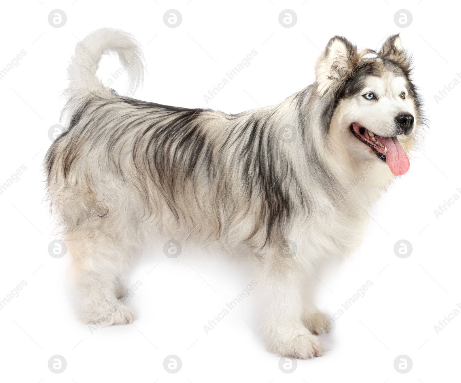 Photo of Beautiful Alaskan malamute dog on white background