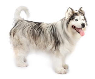 Photo of Beautiful Alaskan malamute dog on white background