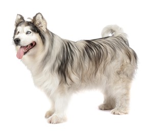 Photo of Beautiful Alaskan malamute dog on white background