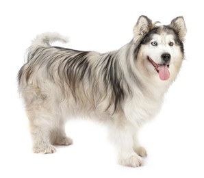 Photo of Beautiful Alaskan malamute dog on white background