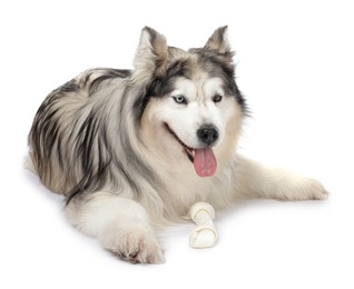 Photo of Beautiful Alaskan malamute dog on white background