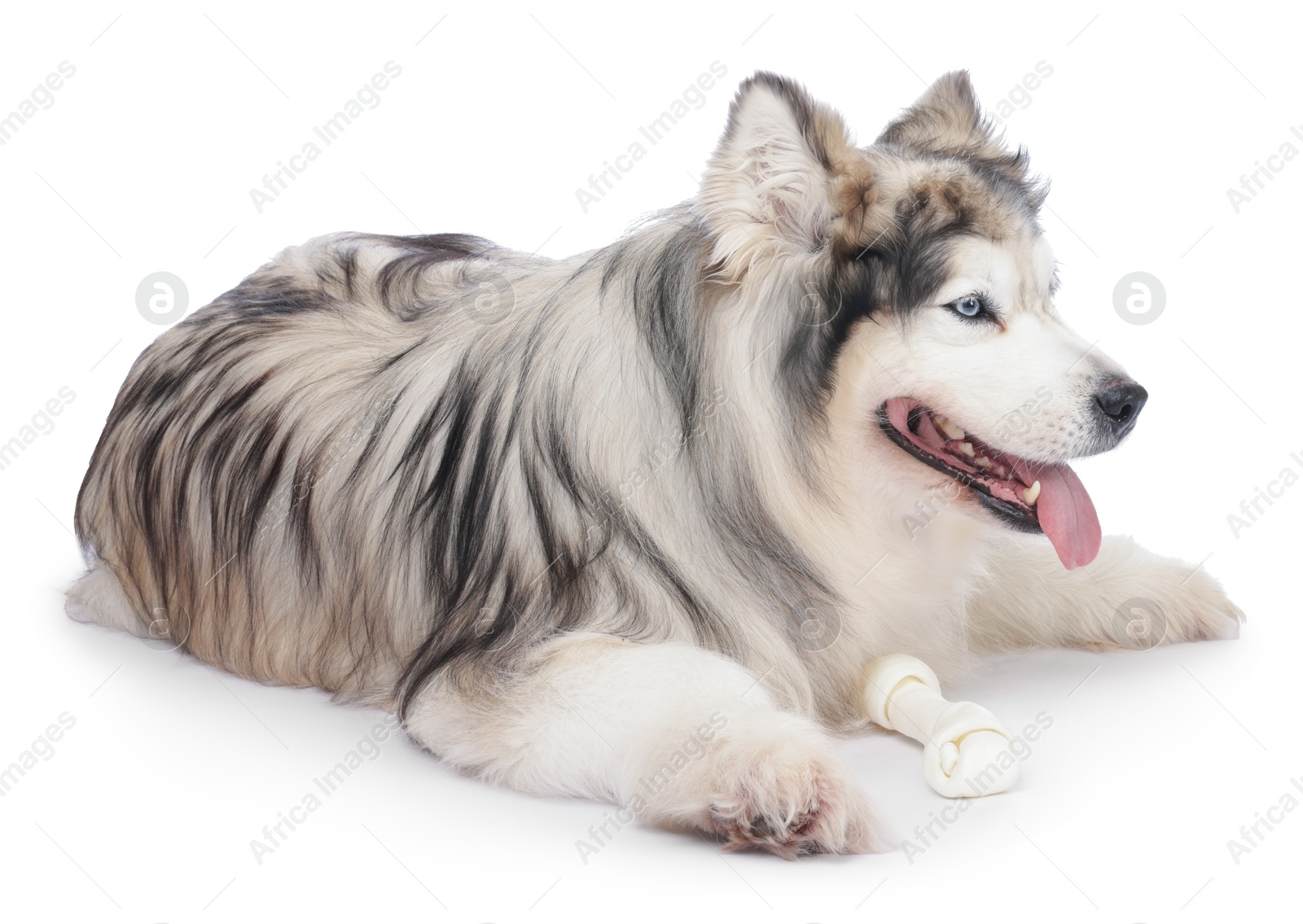 Beautiful Alaskan malamute dog on white background Photo of Beautiful Alaskan malamute dog on white background