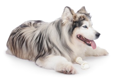 Photo of Beautiful Alaskan malamute dog on white background