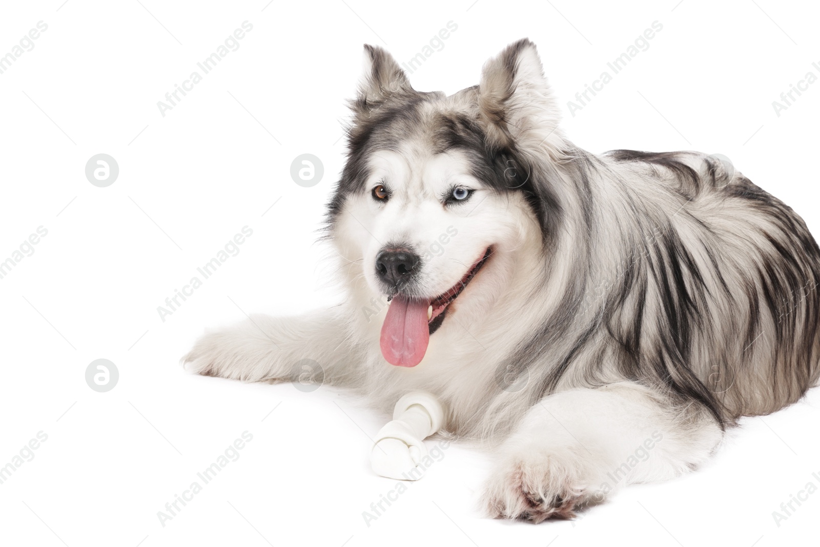Beautiful Alaskan malamute dog on white background Photo of Beautiful Alaskan malamute dog on white background
