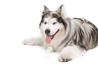Photo of Beautiful Alaskan malamute dog on white background