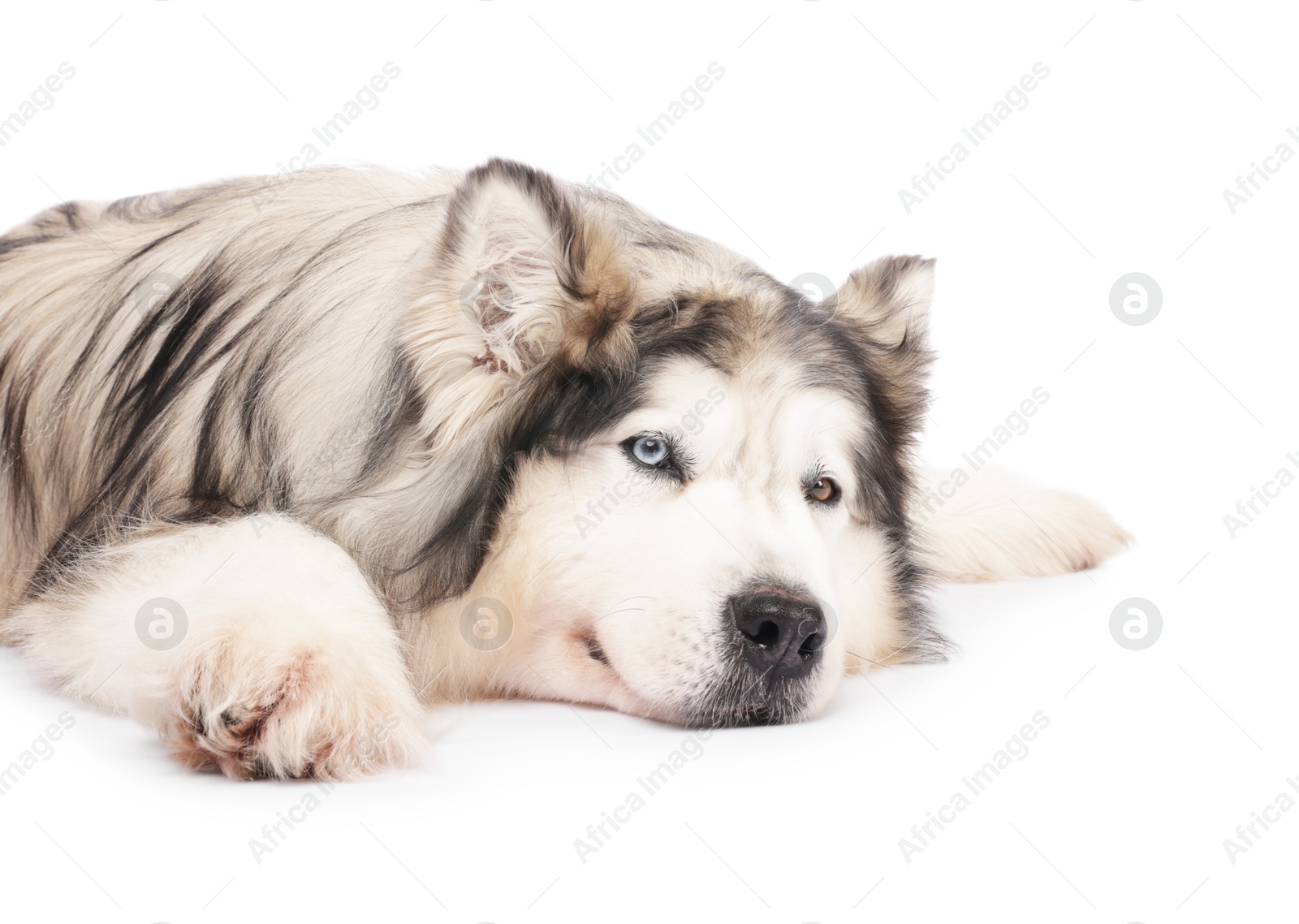 Beautiful Alaskan malamute dog on white background Photo of Beautiful Alaskan malamute dog on white background