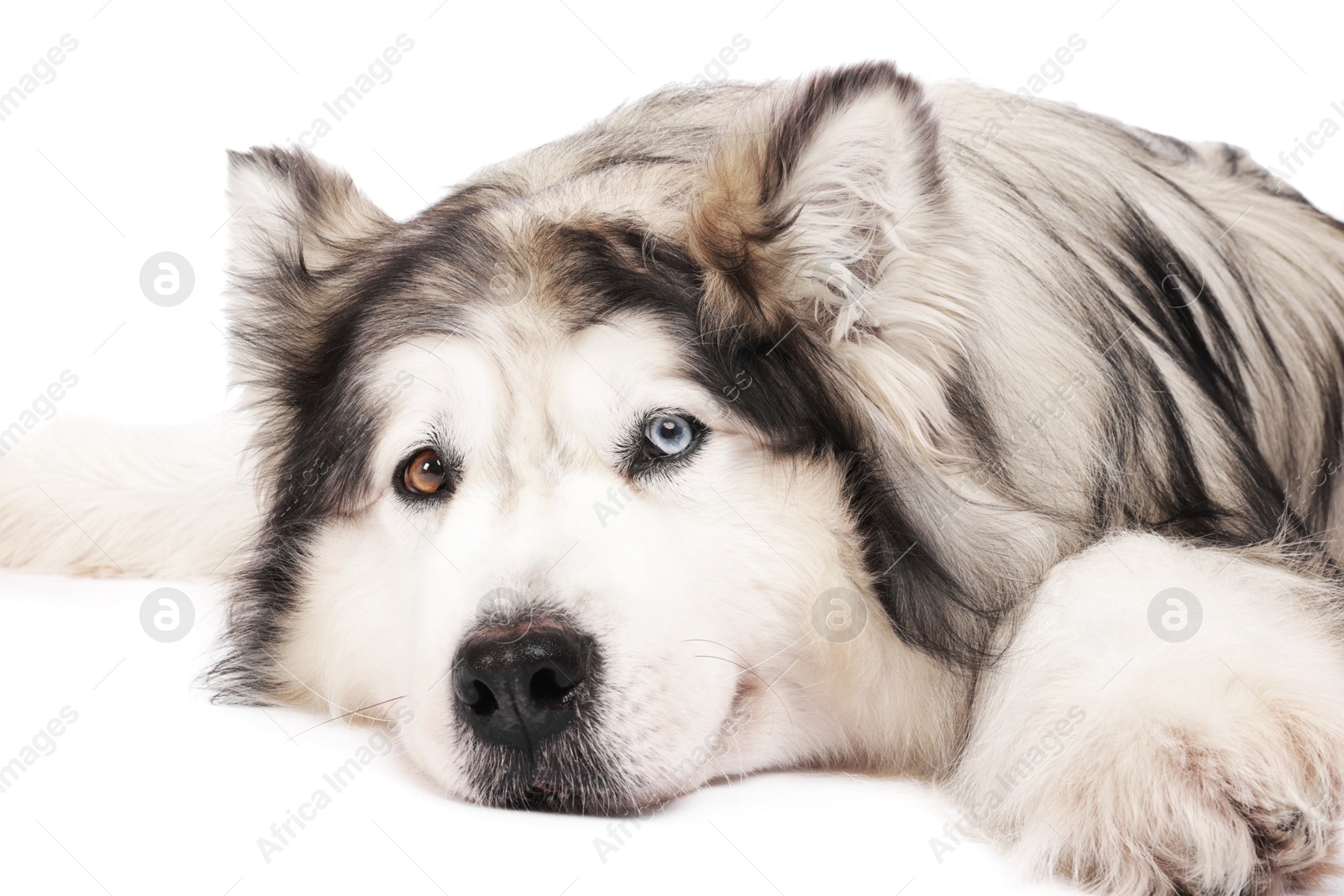 Photo of Beautiful Alaskan malamute dog on white background