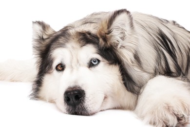 Photo of Beautiful Alaskan malamute dog on white background