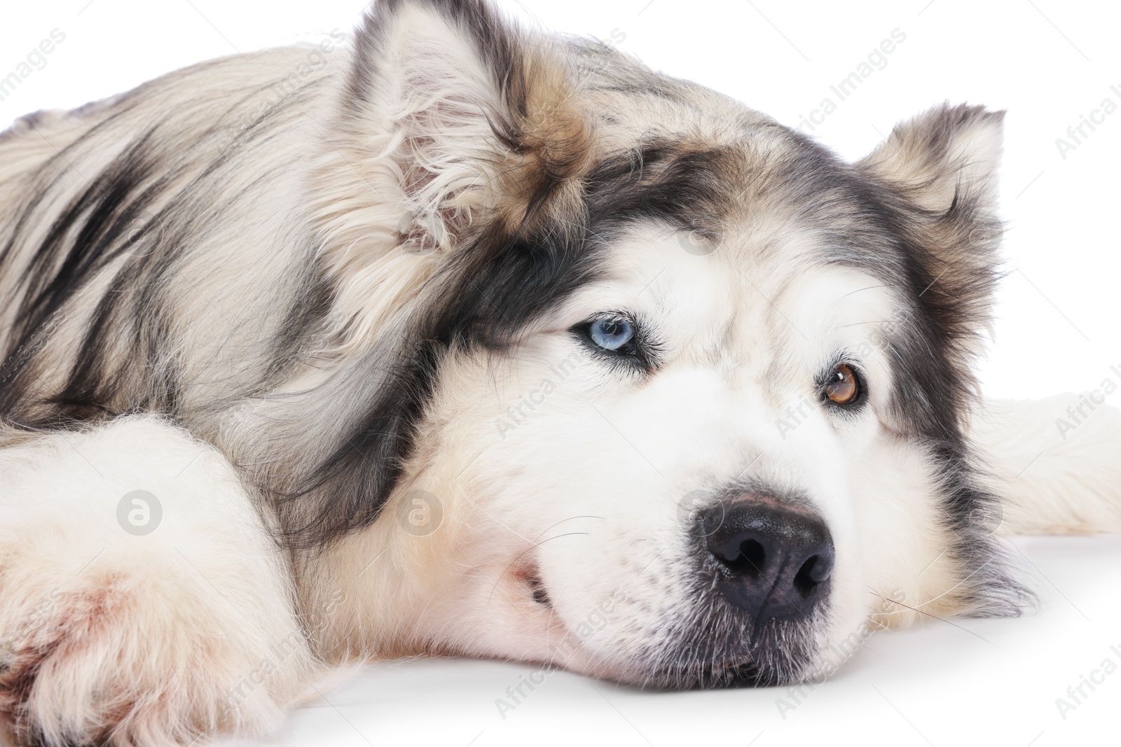 Photo of Beautiful Alaskan malamute dog on white background