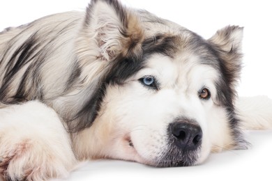 Photo of Beautiful Alaskan malamute dog on white background