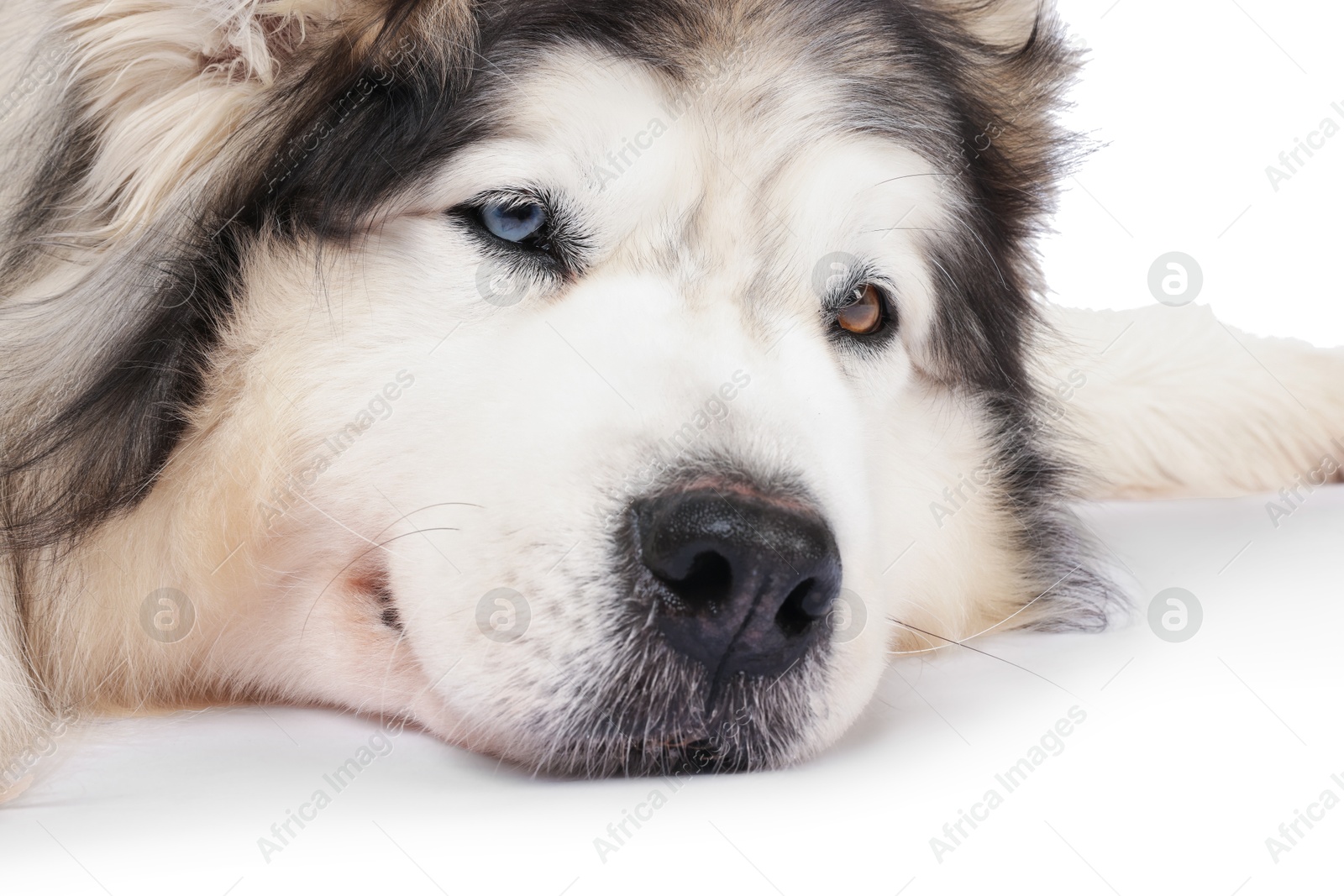 Beautiful Alaskan malamute dog on white background Photo of Beautiful Alaskan malamute dog on white background