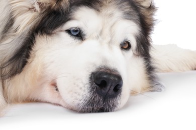 Photo of Beautiful Alaskan malamute dog on white background
