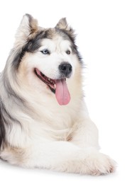 Photo of Beautiful Alaskan malamute dog on white background