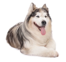 Photo of Beautiful Alaskan malamute dog on white background