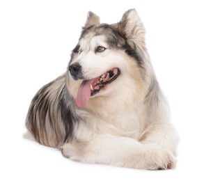 Photo of Beautiful Alaskan malamute dog on white background
