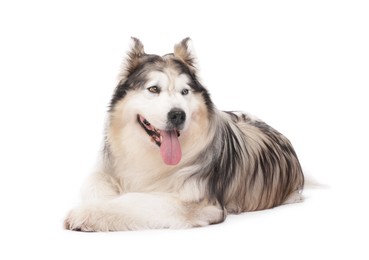 Photo of Beautiful Alaskan malamute dog on white background