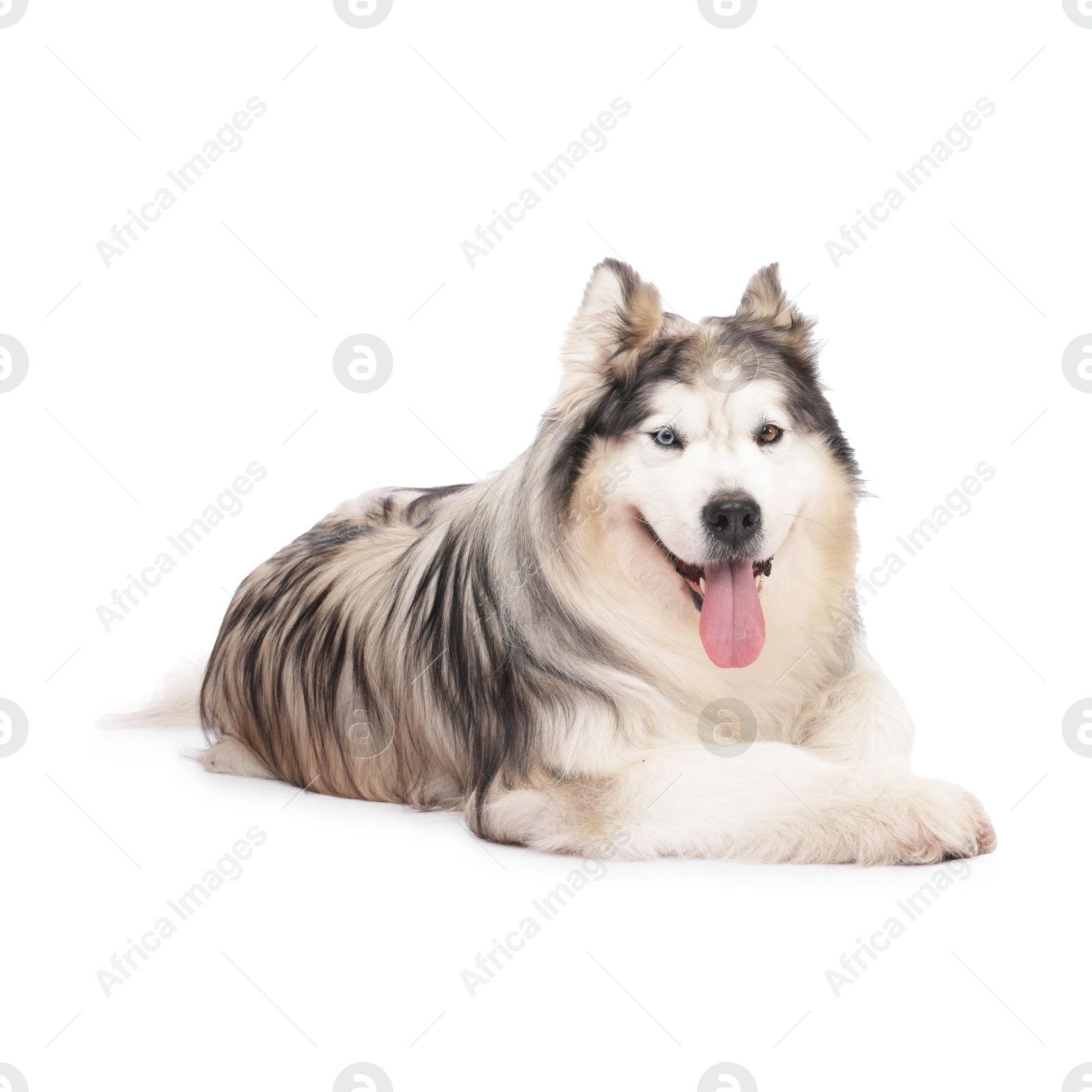 Beautiful Alaskan malamute dog on white background Photo of Beautiful Alaskan malamute dog on white background