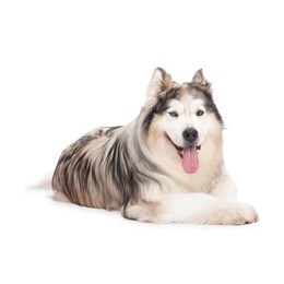 Photo of Beautiful Alaskan malamute dog on white background