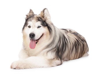 Photo of Beautiful Alaskan malamute dog on white background