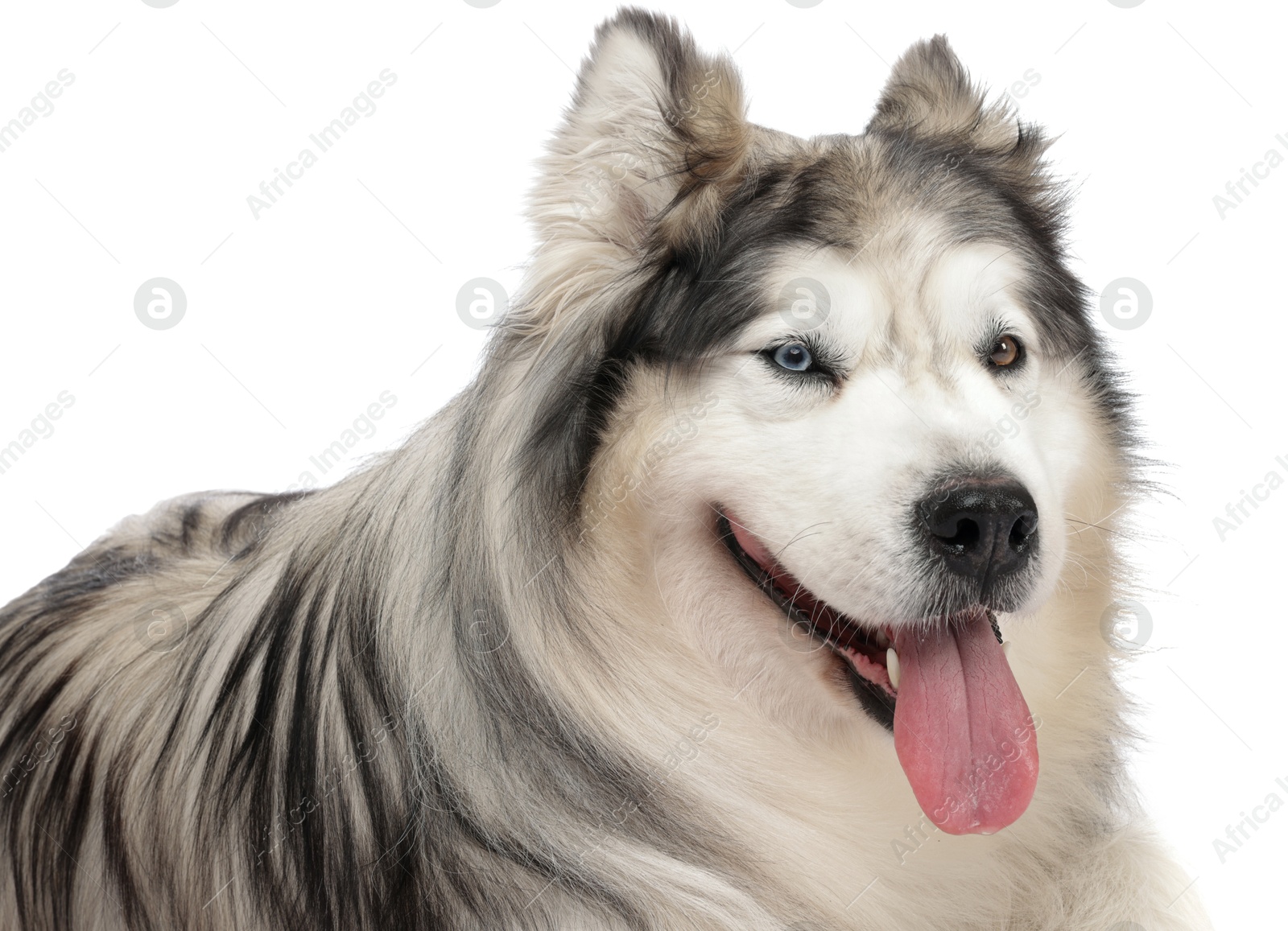 Beautiful Alaskan malamute dog on white background Photo of Beautiful Alaskan malamute dog on white background