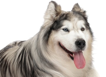 Photo of Beautiful Alaskan malamute dog on white background