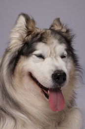 Photo of Beautiful Alaskan malamute dog on white background