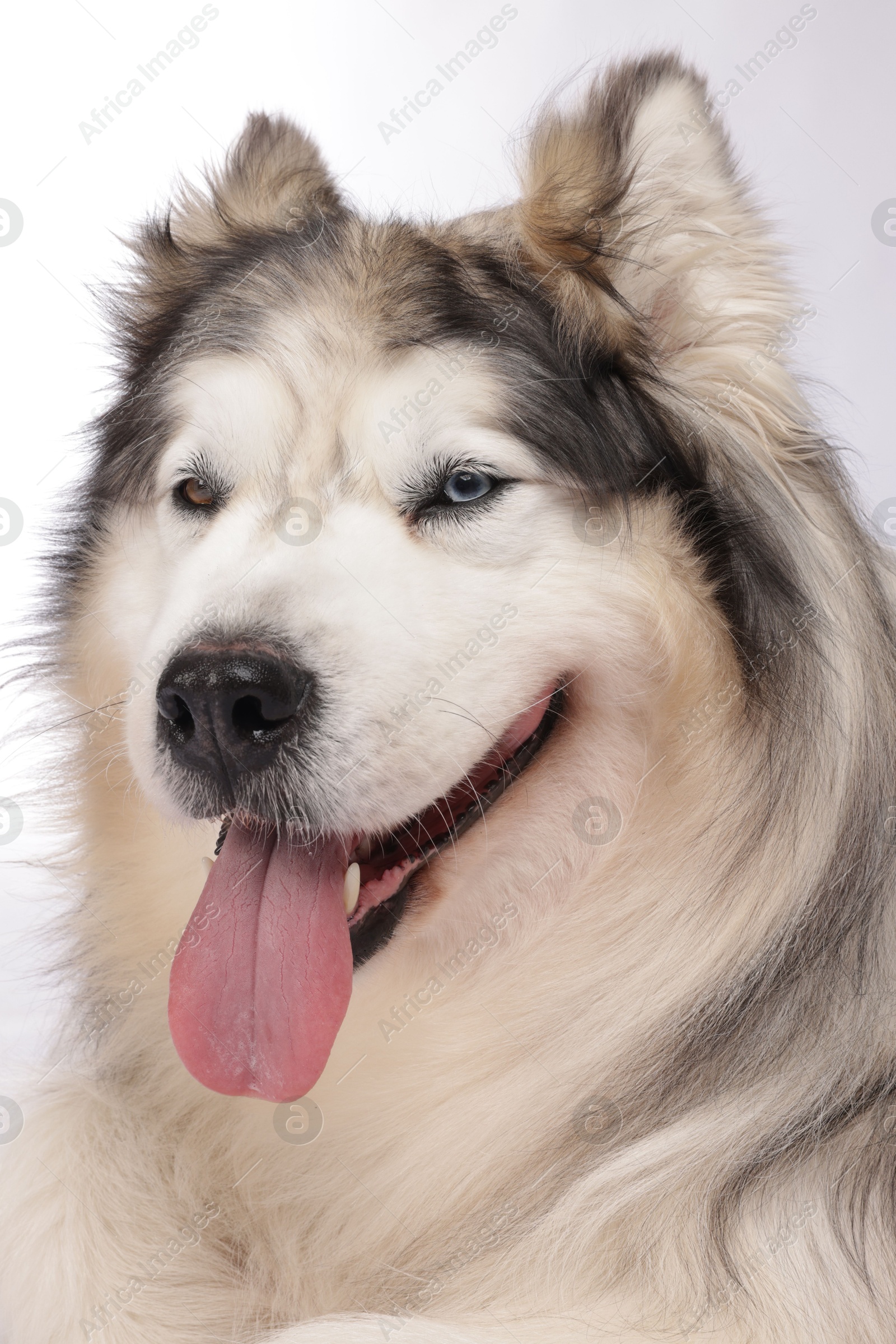 Beautiful Alaskan malamute dog on white background Photo of Beautiful Alaskan malamute dog on white background
