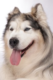 Photo of Beautiful Alaskan malamute dog on white background