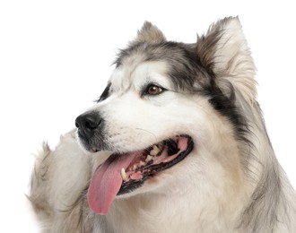 Photo of Beautiful Alaskan malamute dog on white background