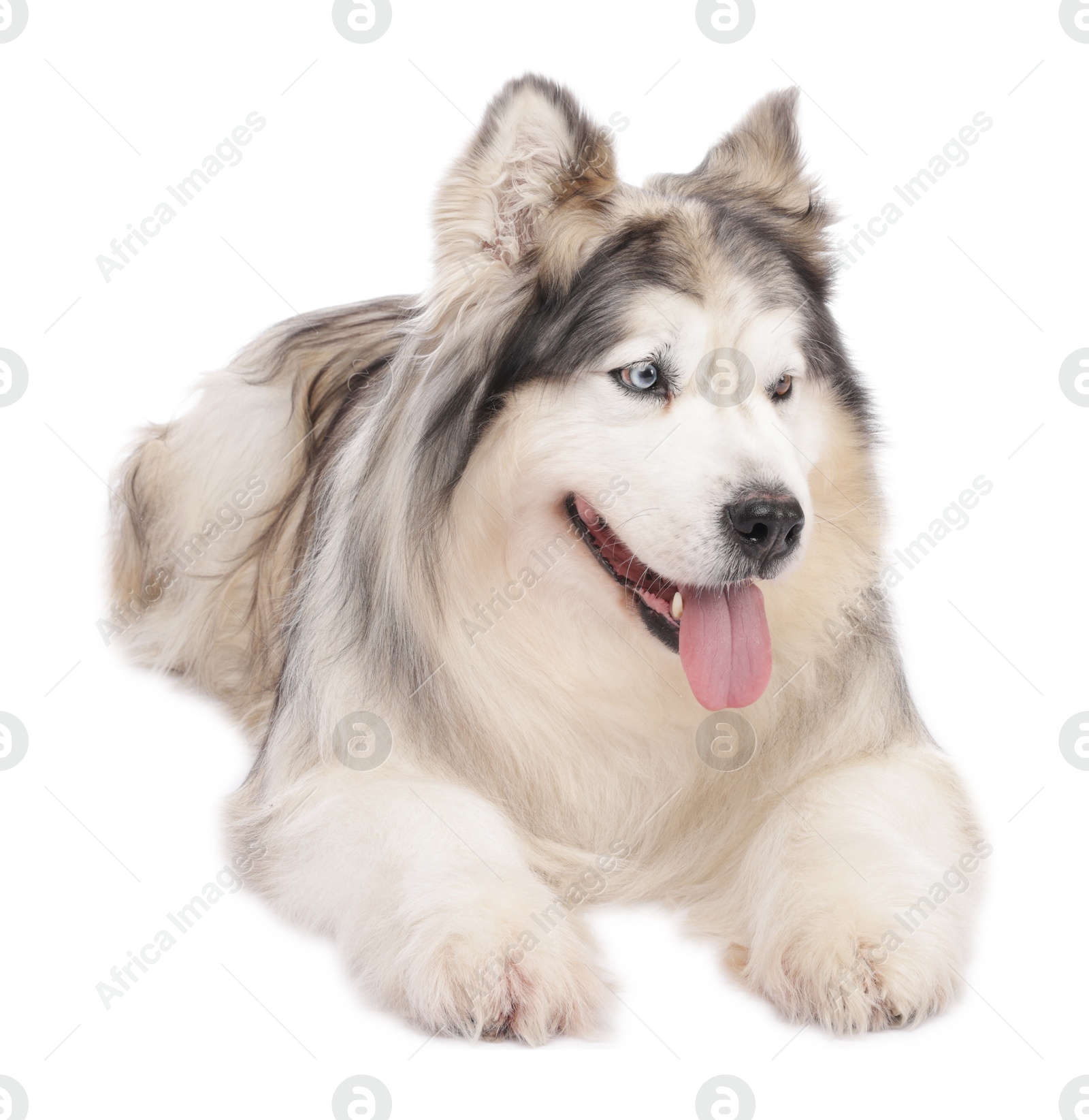 Beautiful Alaskan malamute dog on white background Photo of Beautiful Alaskan malamute dog on white background