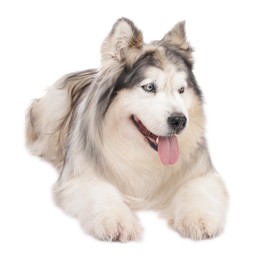 Photo of Beautiful Alaskan malamute dog on white background