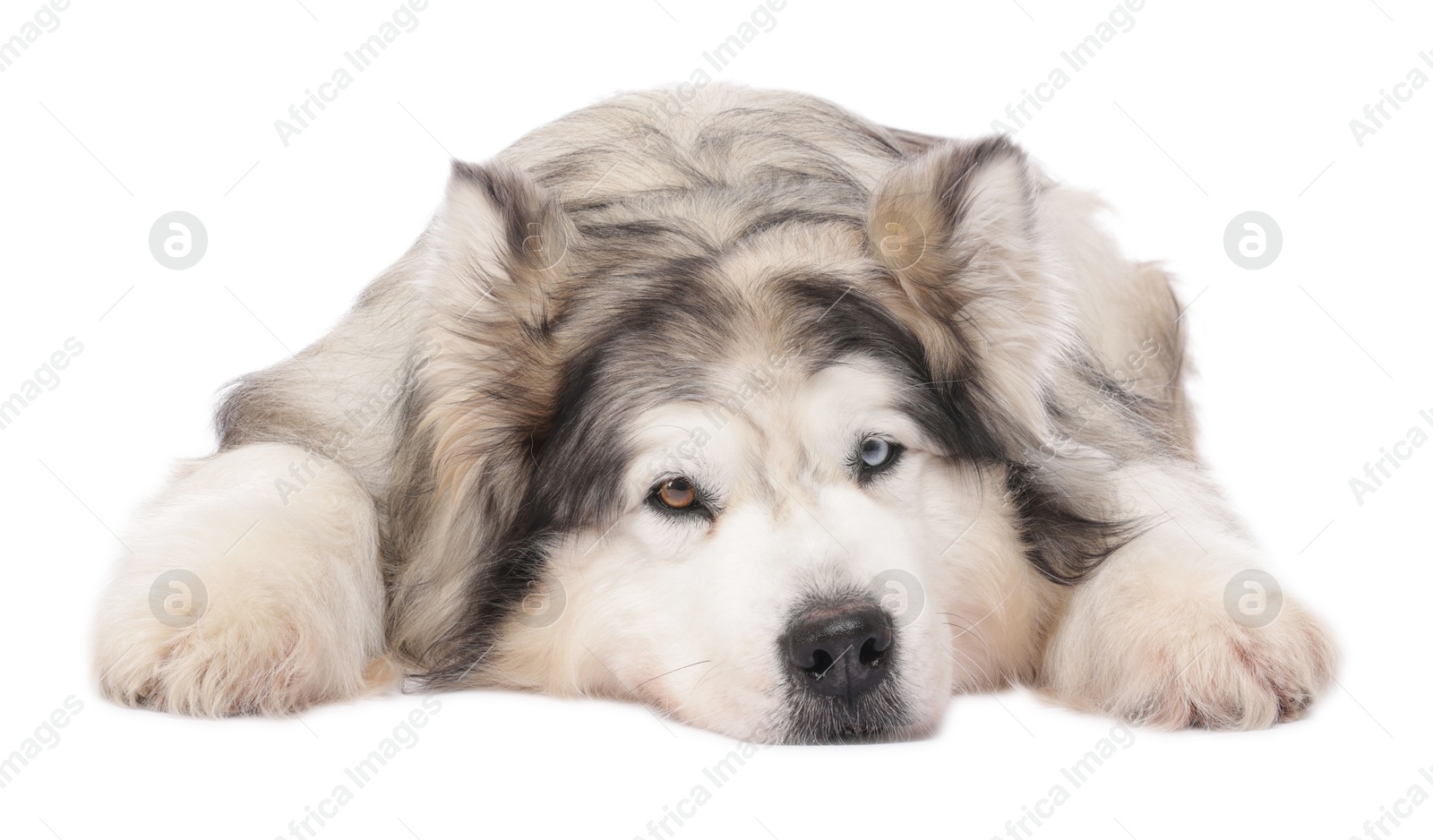Beautiful Alaskan malamute dog on white background Photo of Beautiful Alaskan malamute dog on white background